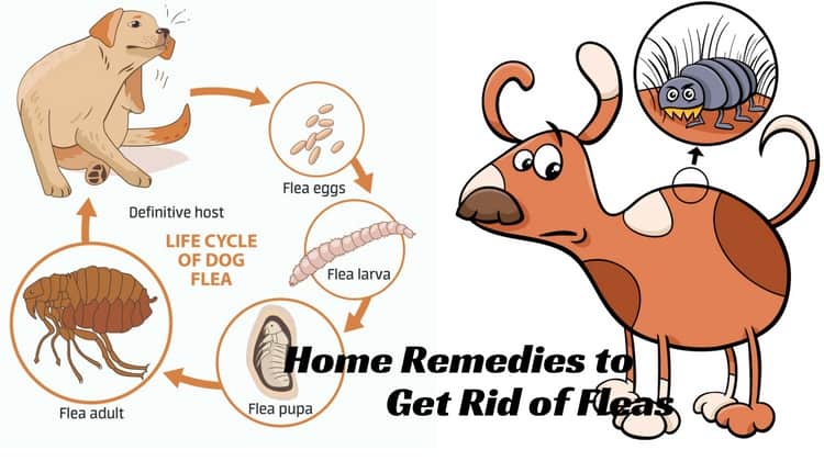 Home Remedies to Get Rid of Fleas