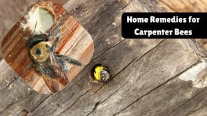 The Best Home Remedies to Get Rid of Carpenter Bees Naturally